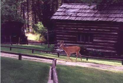 Buck at Polly's Cabin