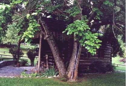 Polly's Cabin